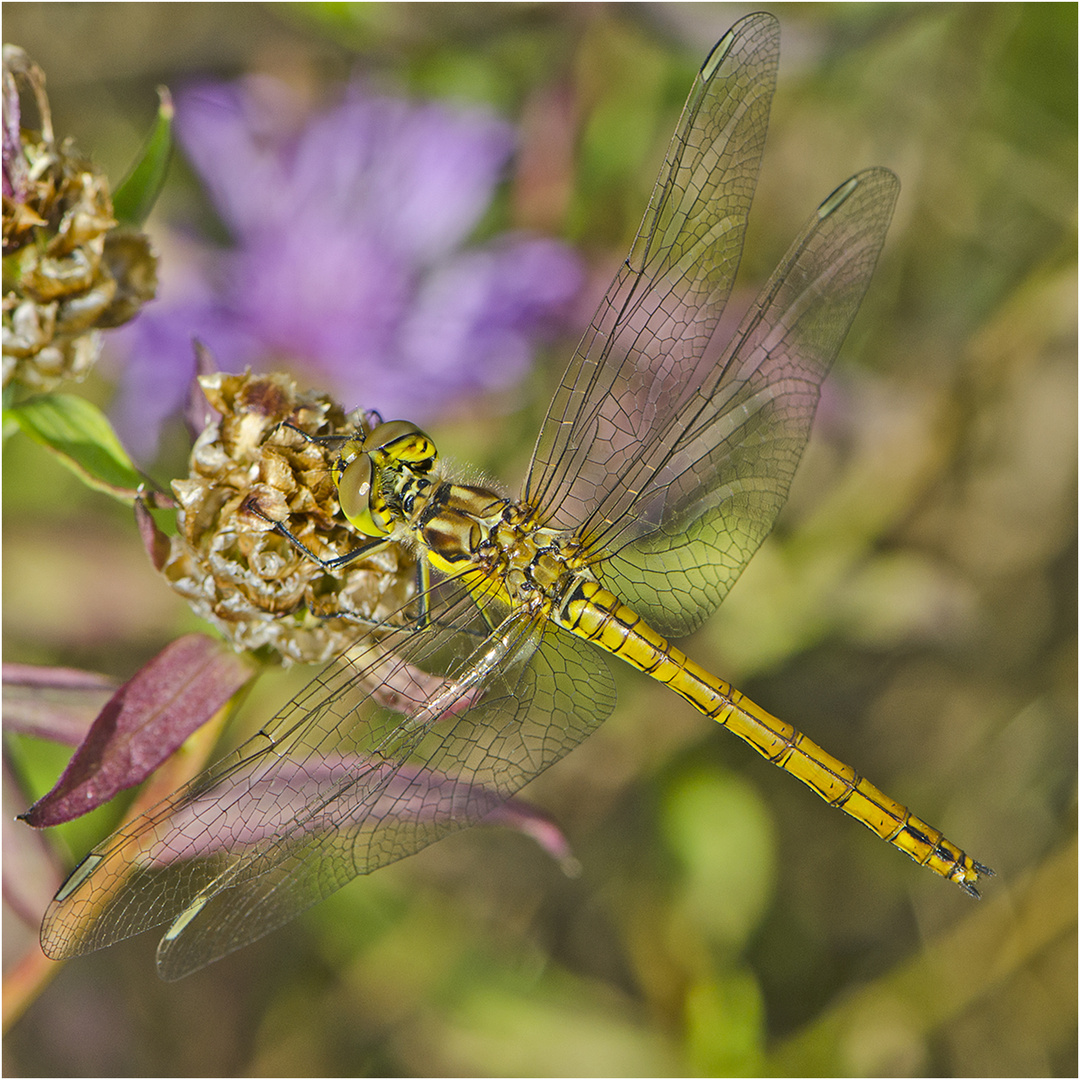 Die Frühe Heidelibelle  (Sympetrum fonscolombii) entdeckte ich . . .