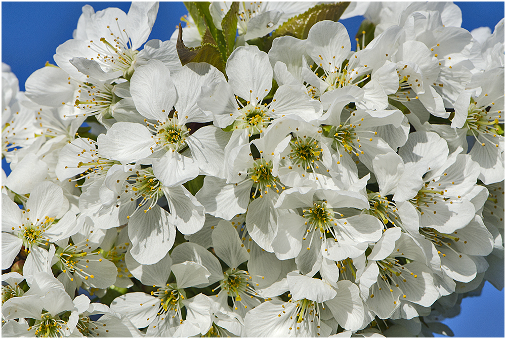 Die frühe Kirsche . . .