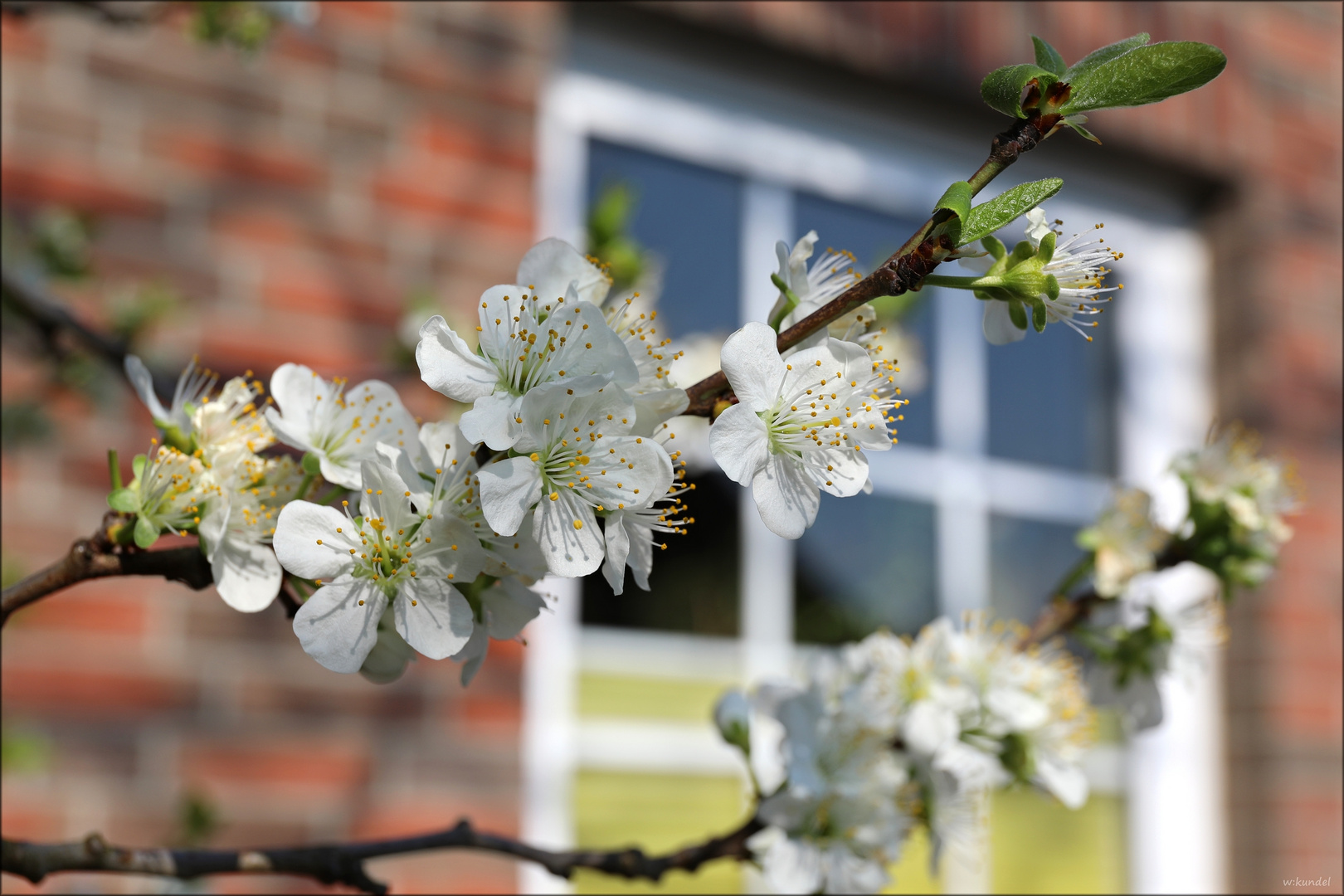 die Frühe Pflaume