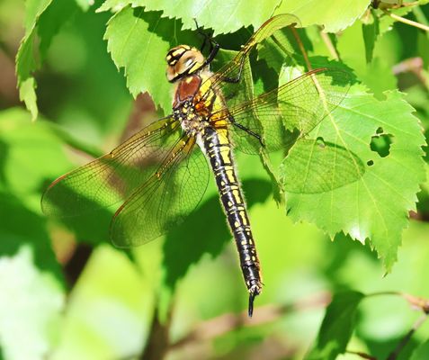 Die Frühe Schilfjägerin :-)