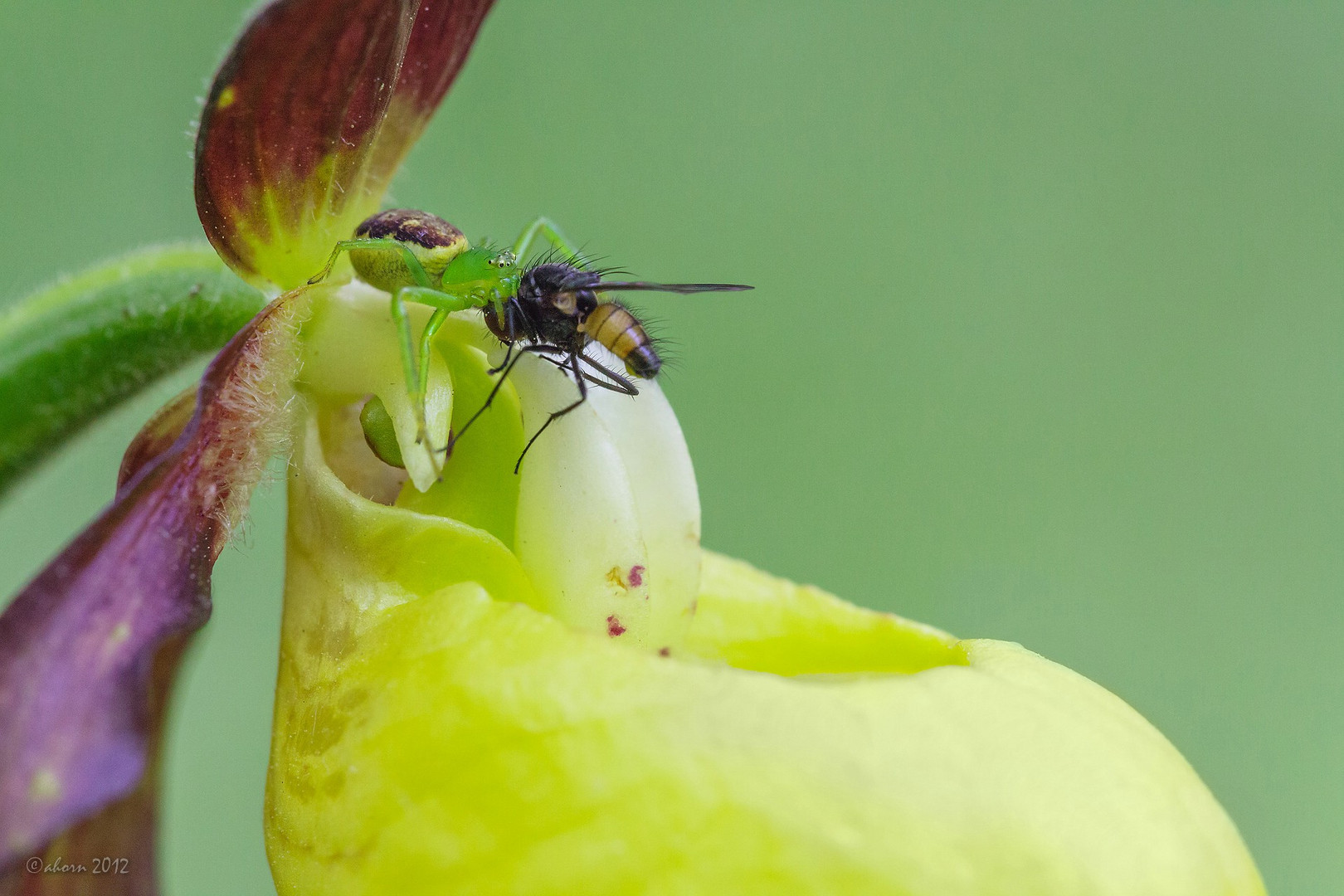 die frühe Spinne fängt die Fliege...