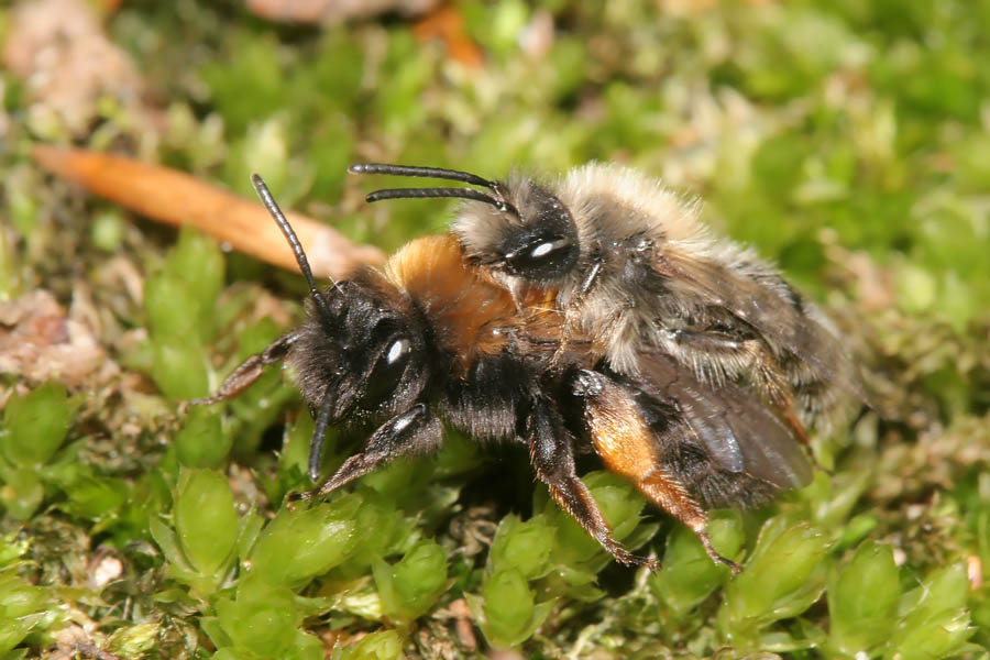 Die Frühe Wald-Sandbiene