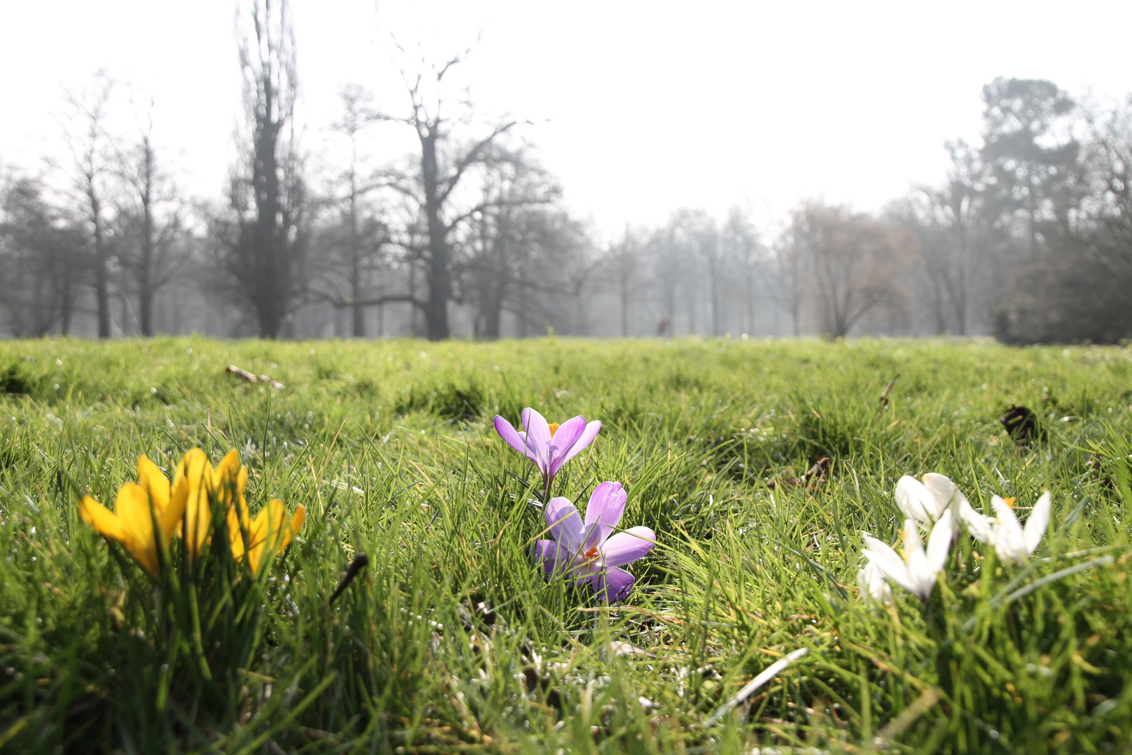 Die frühen Krokusse