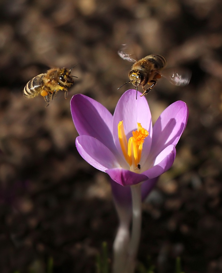 Die frühen zarten Elfenkrokusse ...