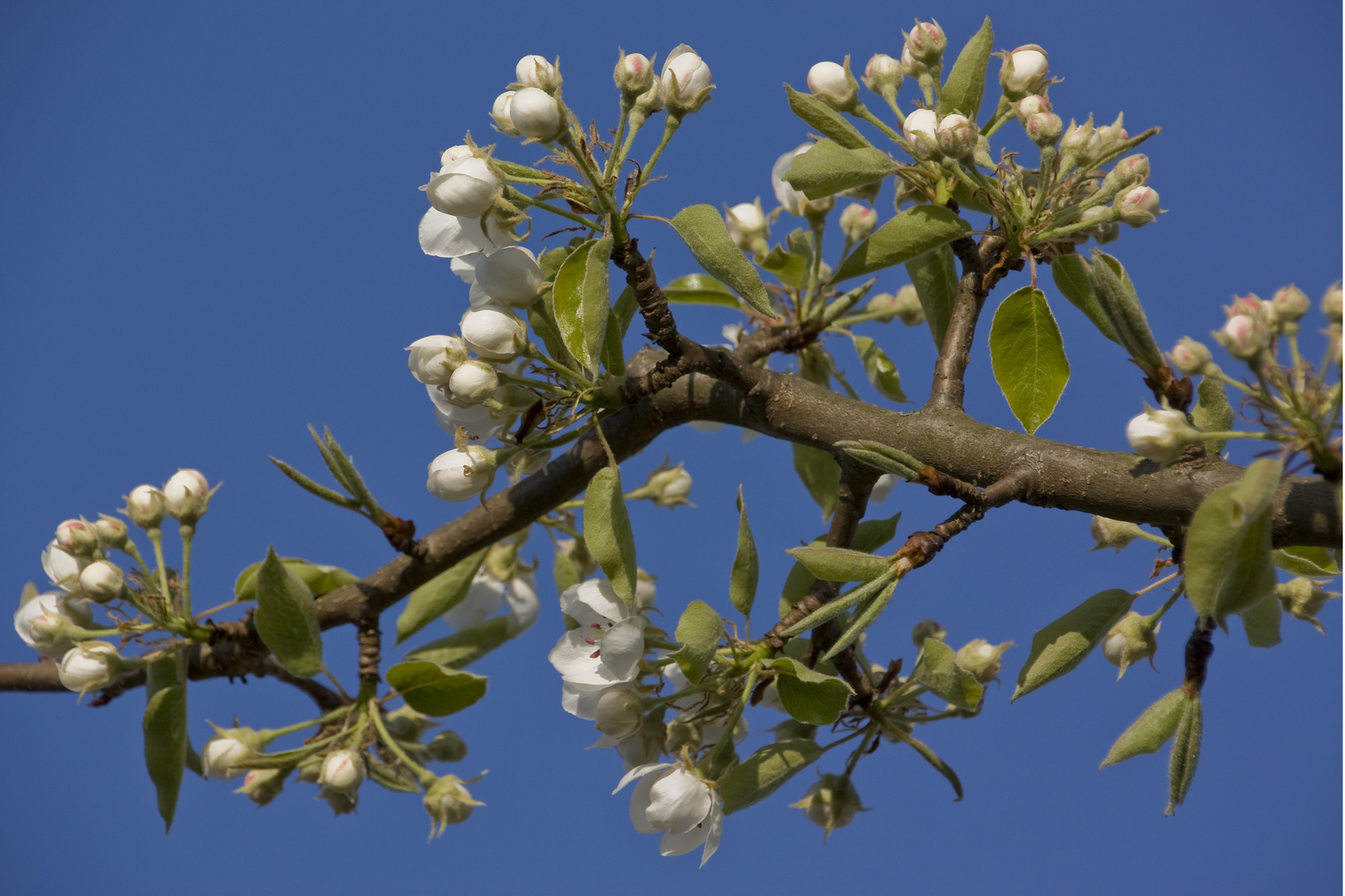 DIE Frühglingsfarben