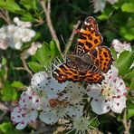 Die Frühjahresform vom Landkärtchen am Weißdorn