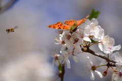 Die Frühjahrs - Flieger