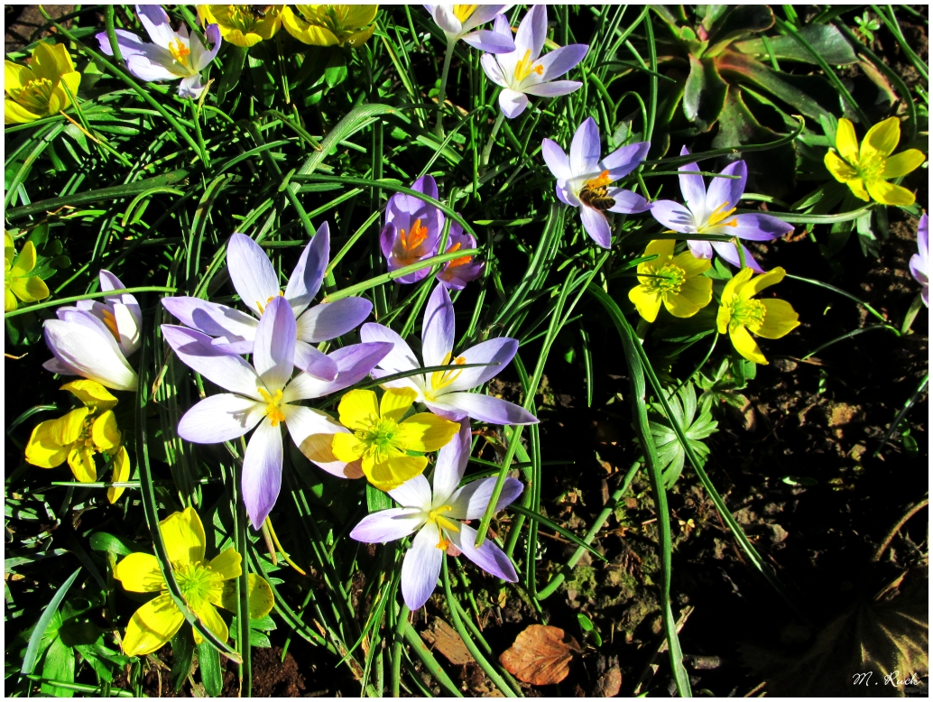 Die Frühjahrsblüher , Foto & Bild jahreszeiten, frühling, natur