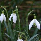 Die Frühjahrsboten sind da