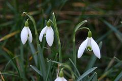 Die Frühjahrsboten sind da