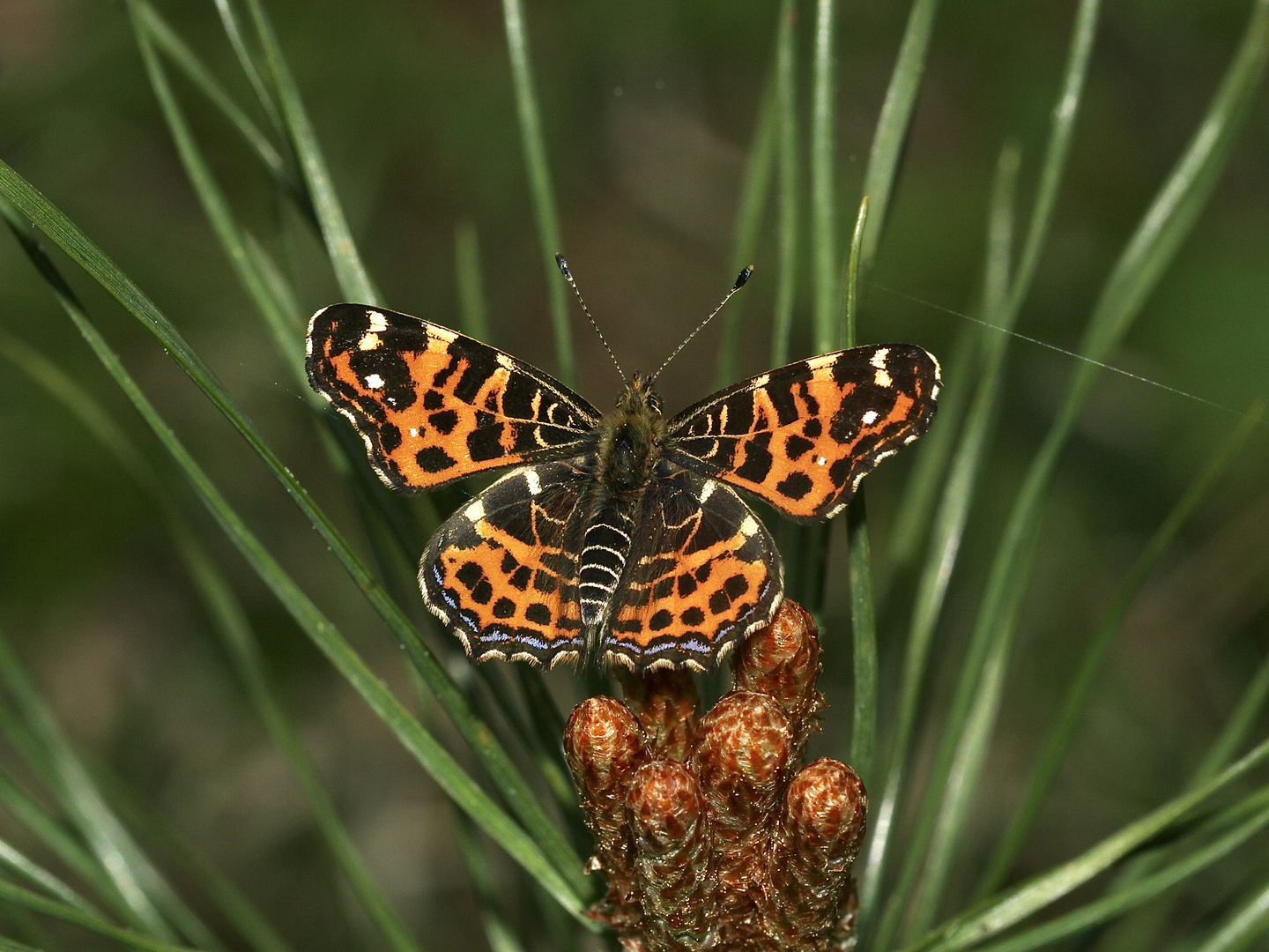 Die Frühjahrsform des Landkärtchens (Araschnia levana f. levana)