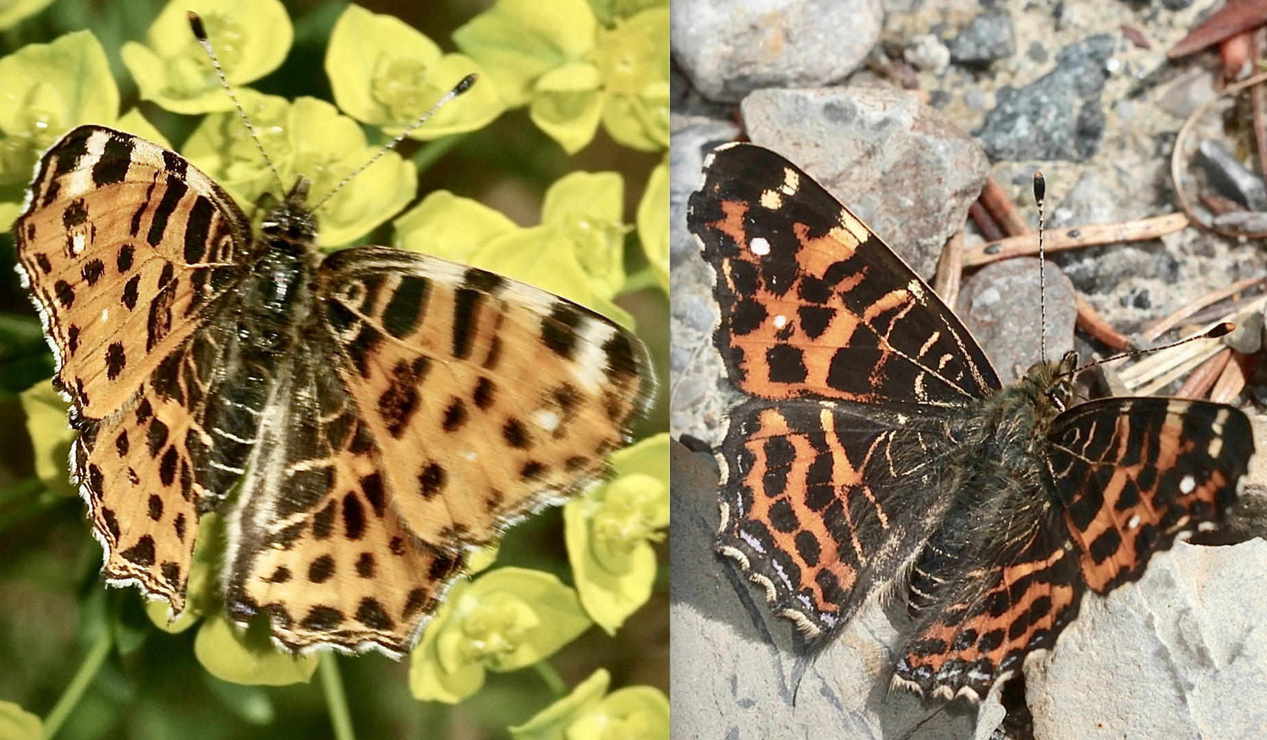 Die Frühjahrsform des Landkärtchens (Araschnia levana f. levana) ...