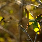 Die Frühling schreitet voran, jeden Tag ein Stückchen mehr.