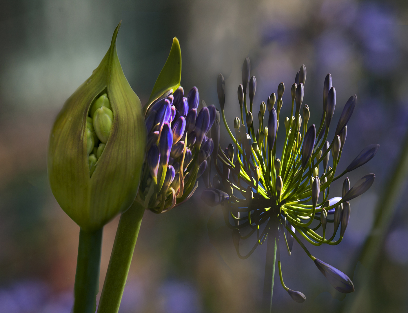  die Frühlings Bluete