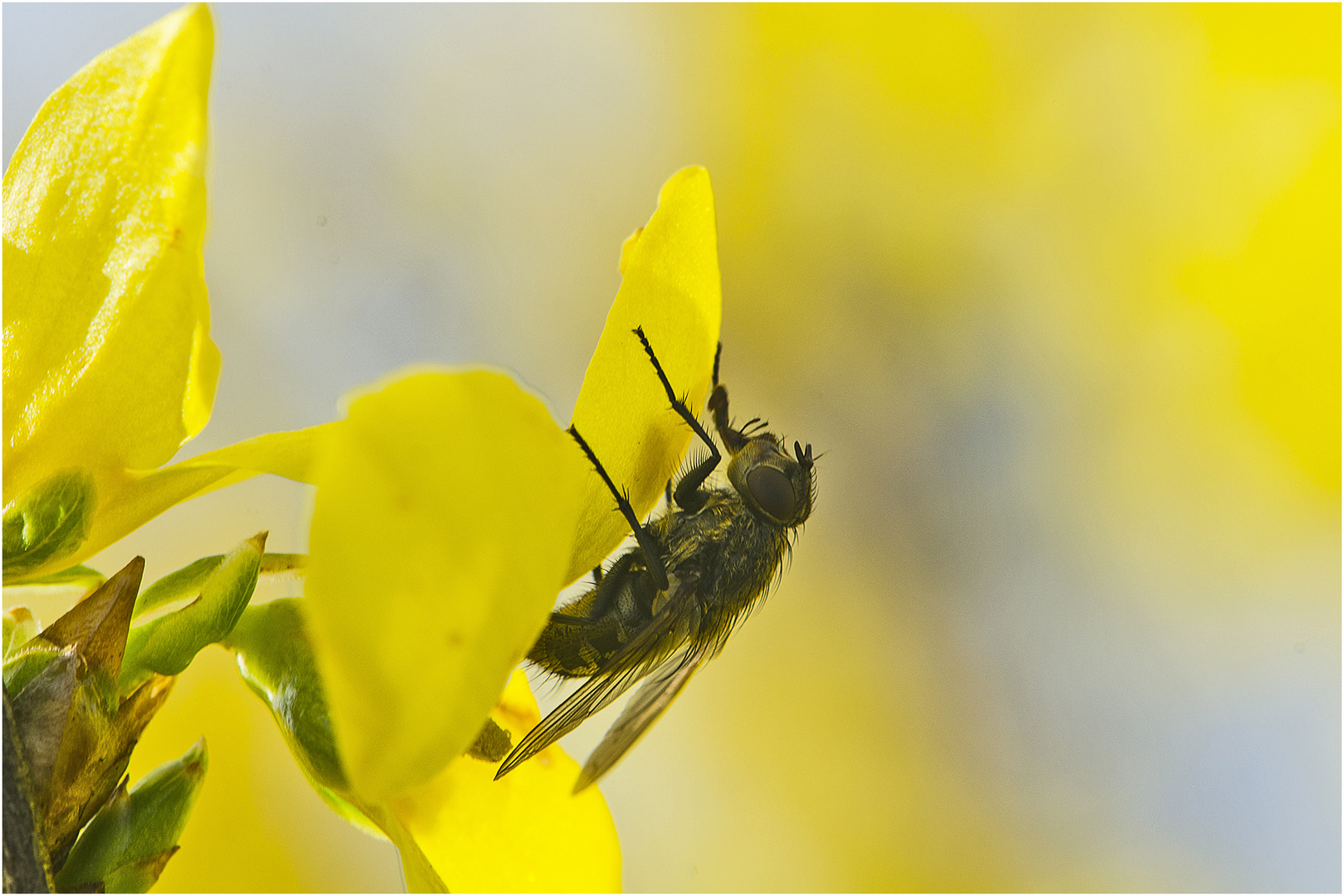 Die "Frühlings-Fliege" hatte sich auf einer Forsythienblüte . . .