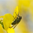 Die "Frühlings-Fliege" hatte sich auf einer Forsythienblüte . . .