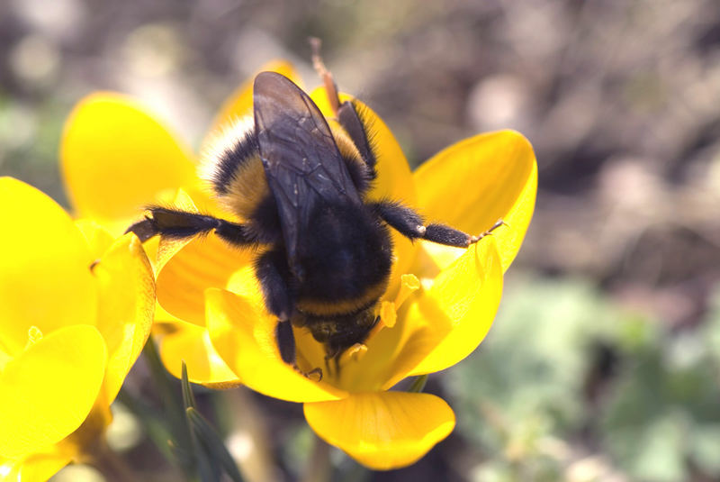 Die Frühlings-Hummel....... Juhuuuuu