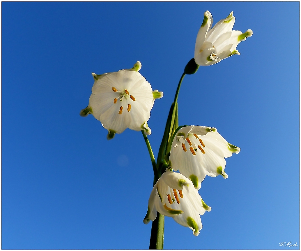 Die Frühlings Knotenblume am blauen Himmel ,