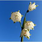 Die Frühlings Knotenblume am blauen Himmel ,