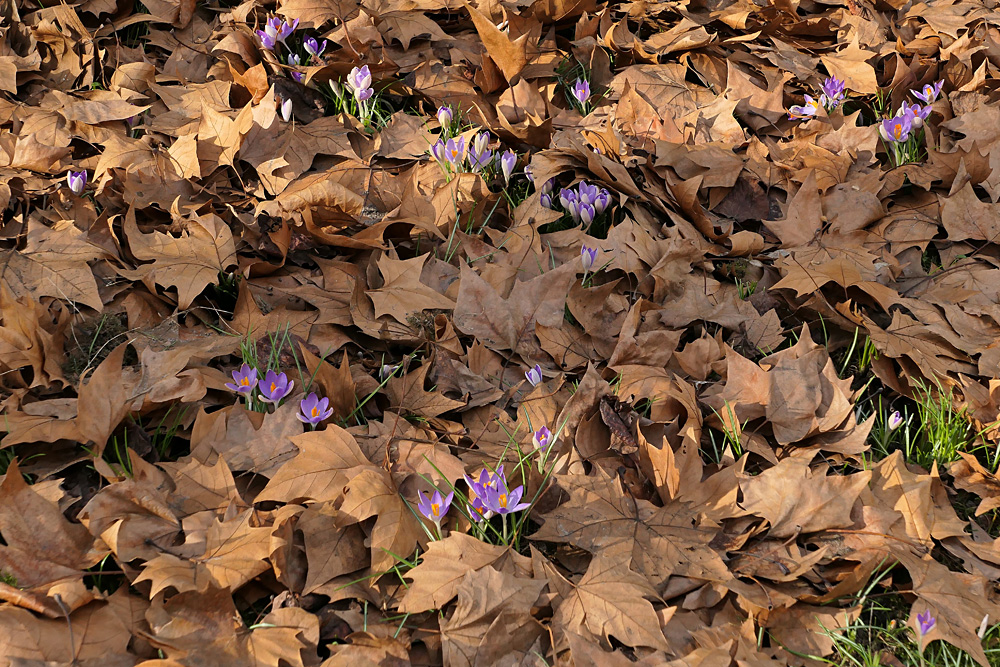 Die Frühlings – Krokusse sind los 01