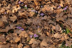 Die Frühlings – Krokusse sind los 01