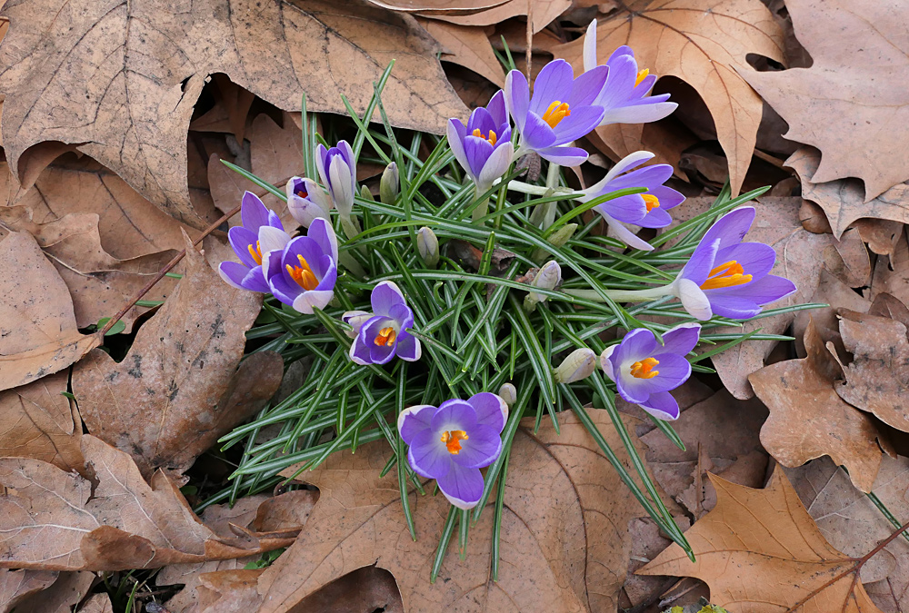 Die Frühlings – Krokusse sind los 02