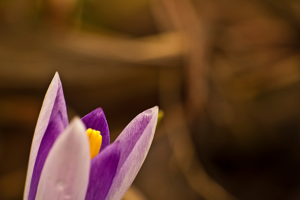 Die Frühlings-Ofentüre