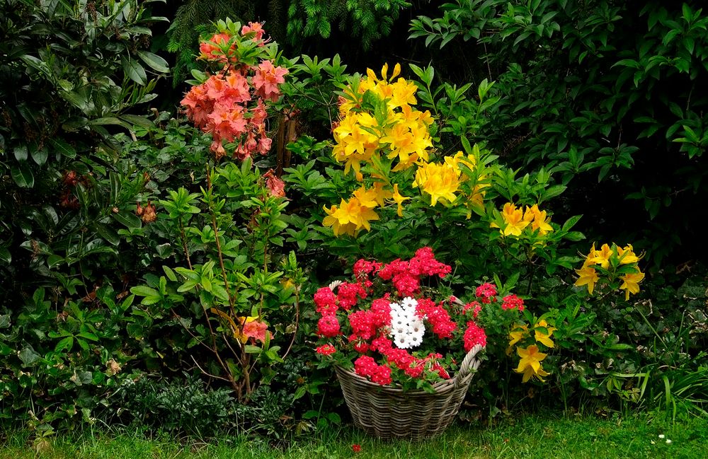 Die Frühlings-Pfingstfarben im Garten ...