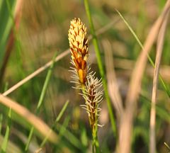 Die Frühlings- Segge (Carex caryophyllea)