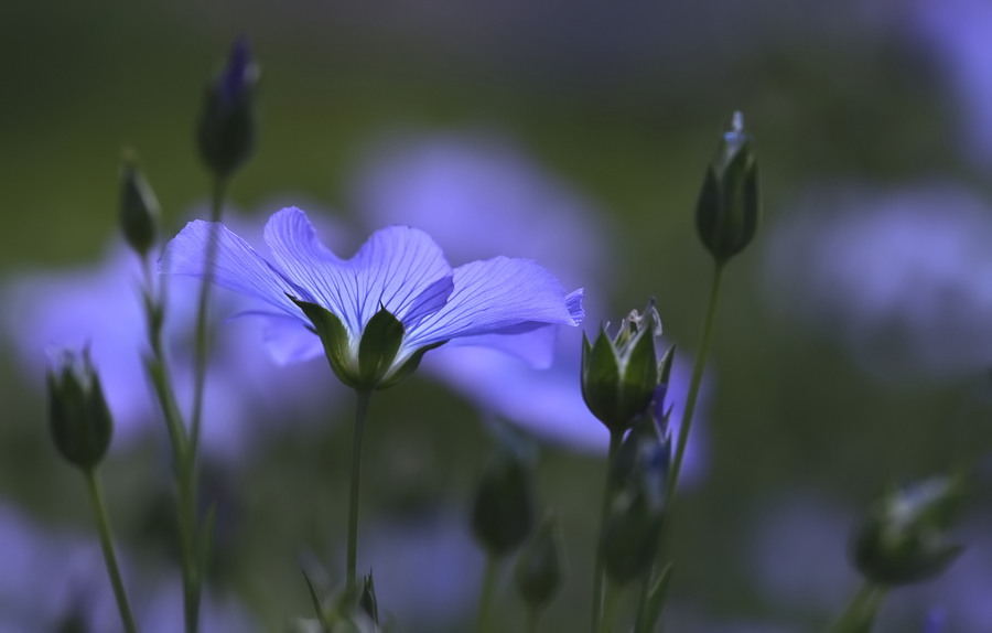 Die Frühlings-Sehnsucht....