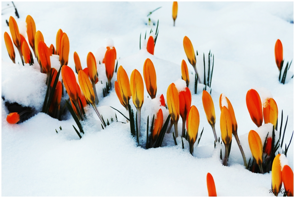 Die Frühlingsblüher wurden nochmal vom Winter überrascht ,