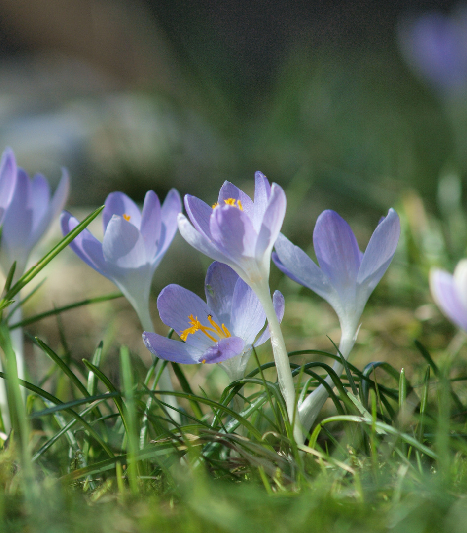 Die Frühlingsboten #2