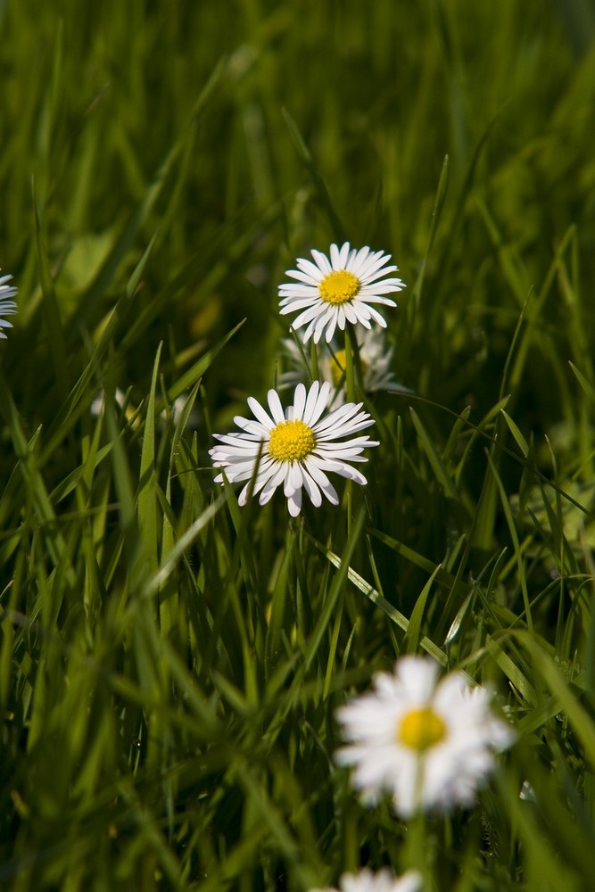 Die Frühlingsboten...