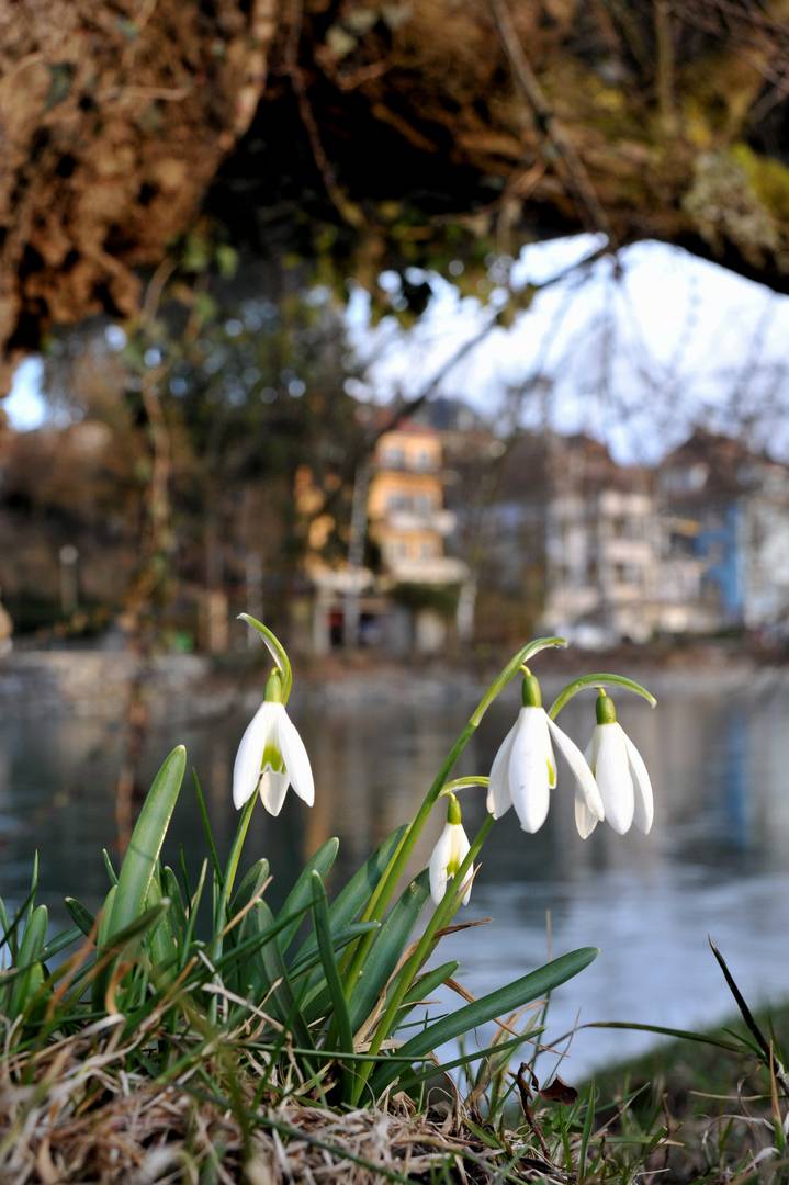 Die Frühlingsboten