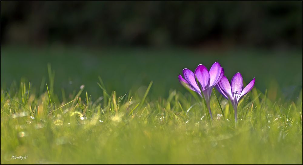 - die Frühlingsboten,.-