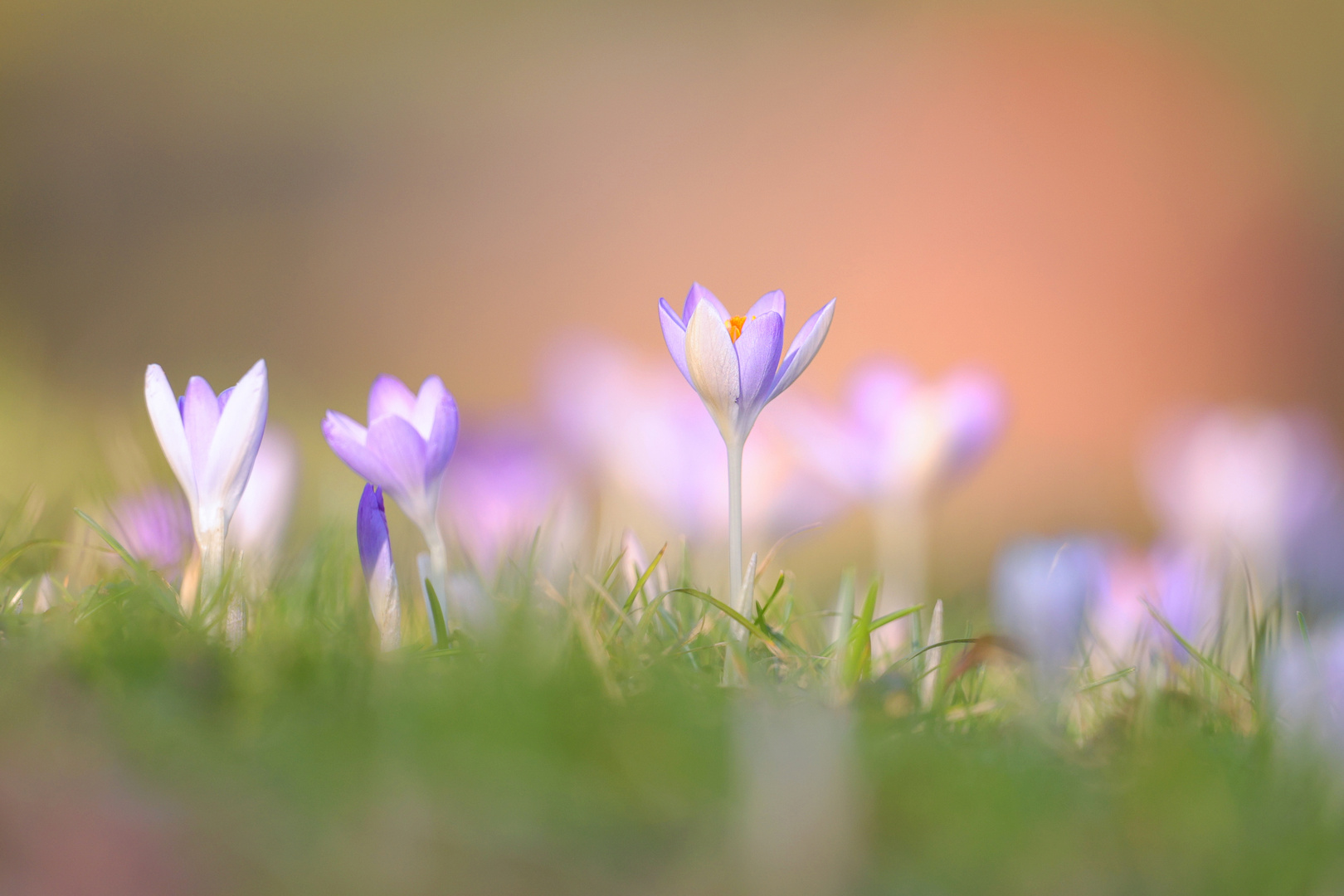 Die Frühlingsboten