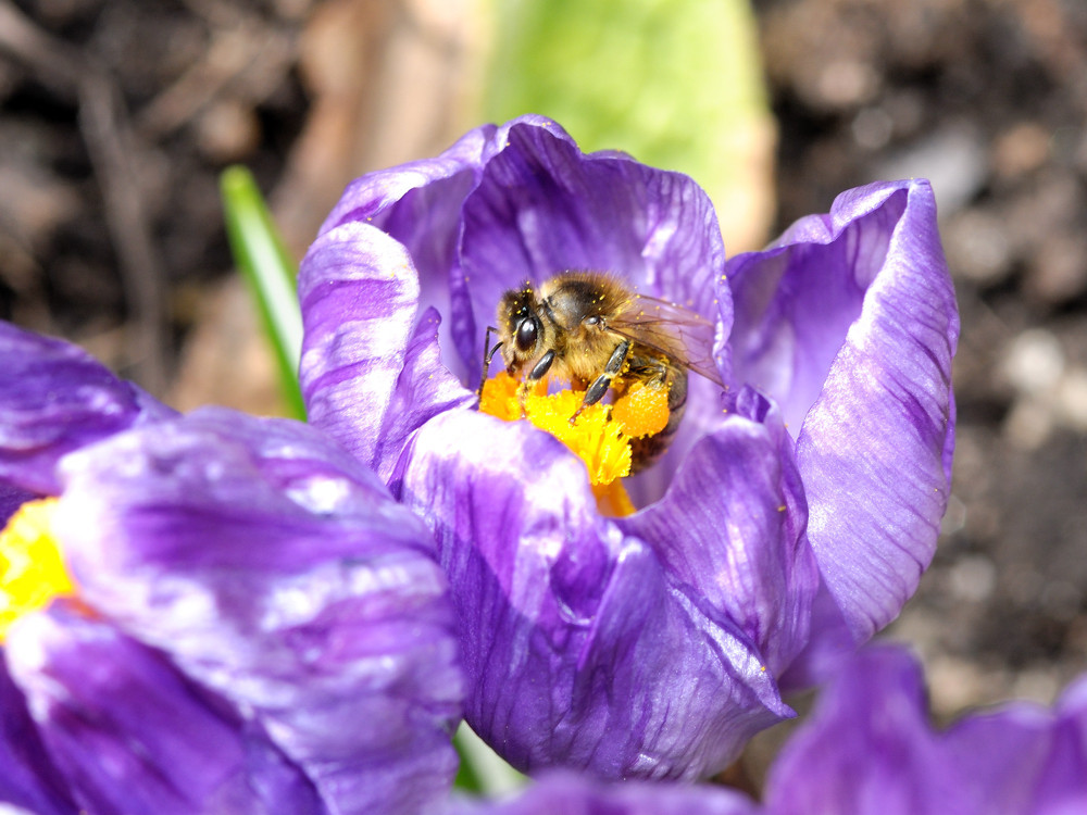 Die Frühlingsboten ... III