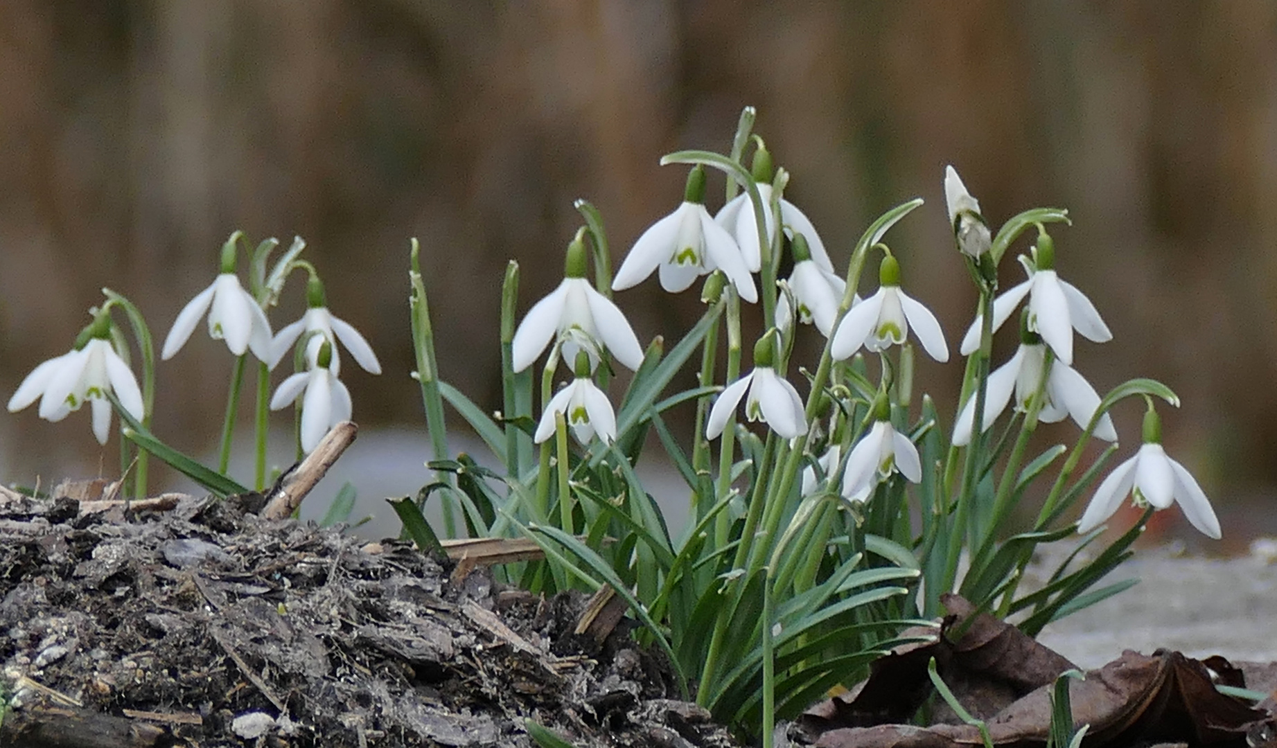 Die Frühlingsboten sind da.