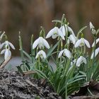 Die Frühlingsboten sind da.