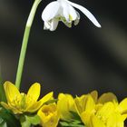 Die Frühlingsboten sind da!