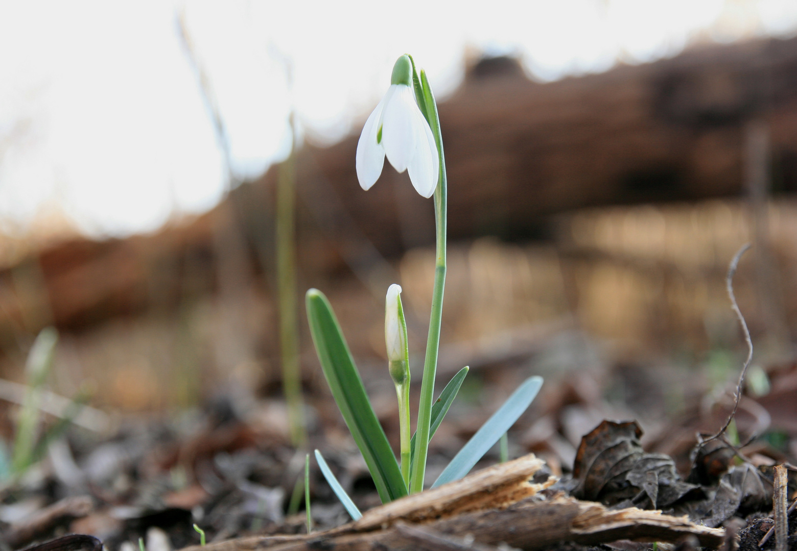 Die Frühlingsboten sind schon da:-)