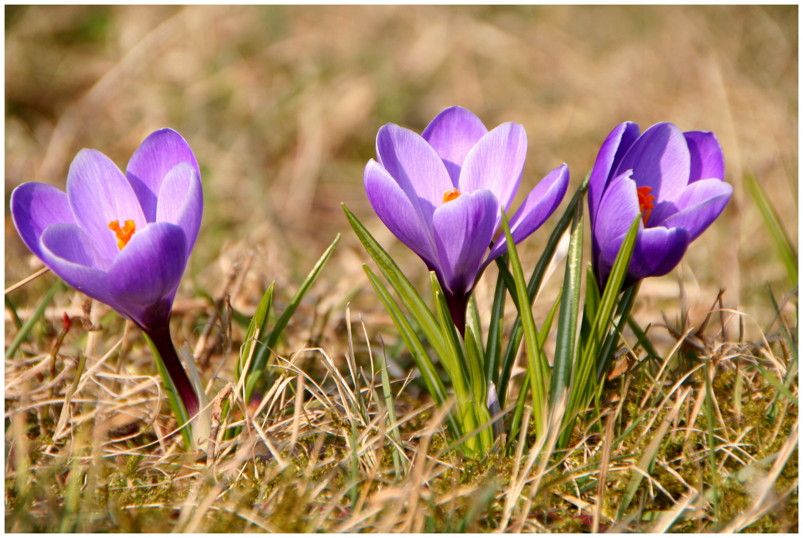 Die Frühlingsboten sind wieder da