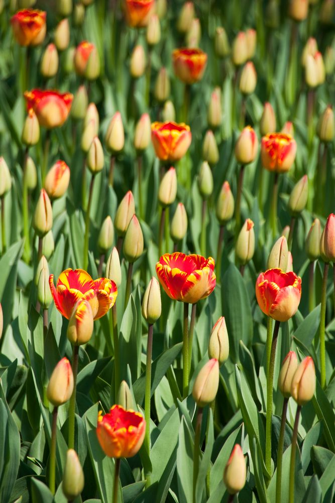 Die Frühlingsfarben: Rot/Gelb auf Grün