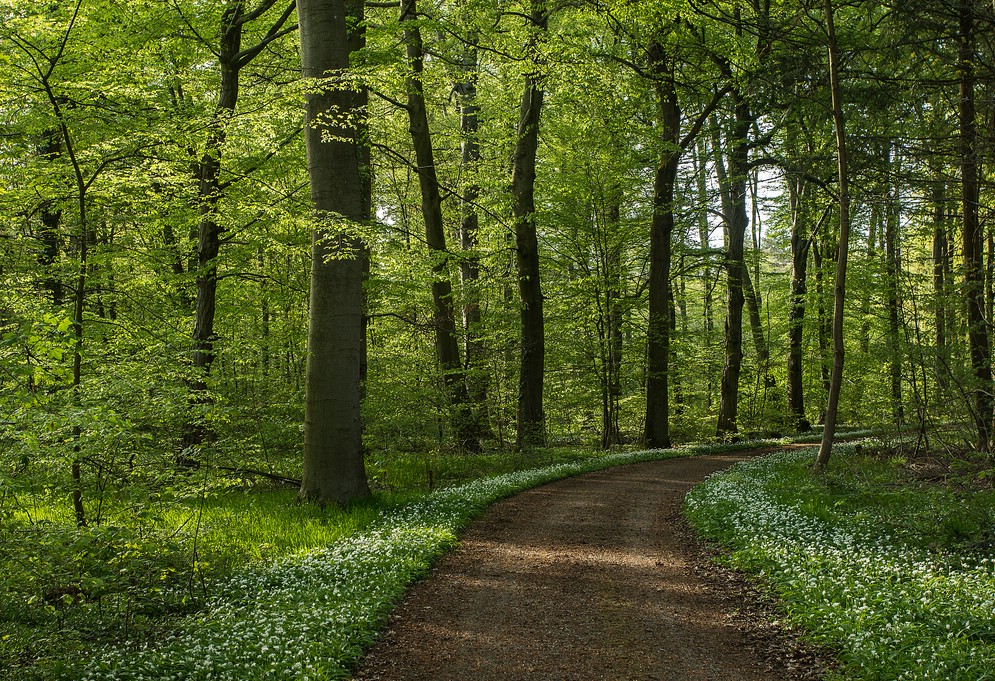 Die Frühlingsfototapete