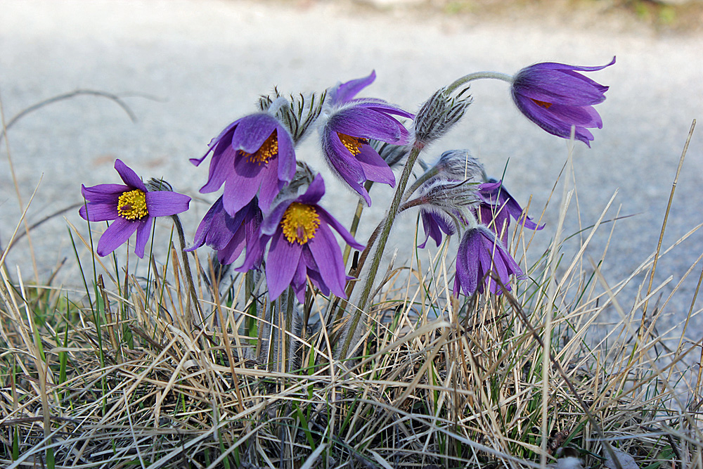 Die Frühlingsglocken läuten (Küchenschelle)