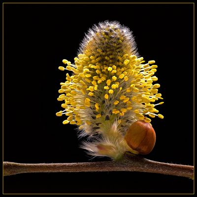 Die frühlingshafte Natur kennt ( zum Glück ) kein Corona Virus - ( Stacking Bild )  