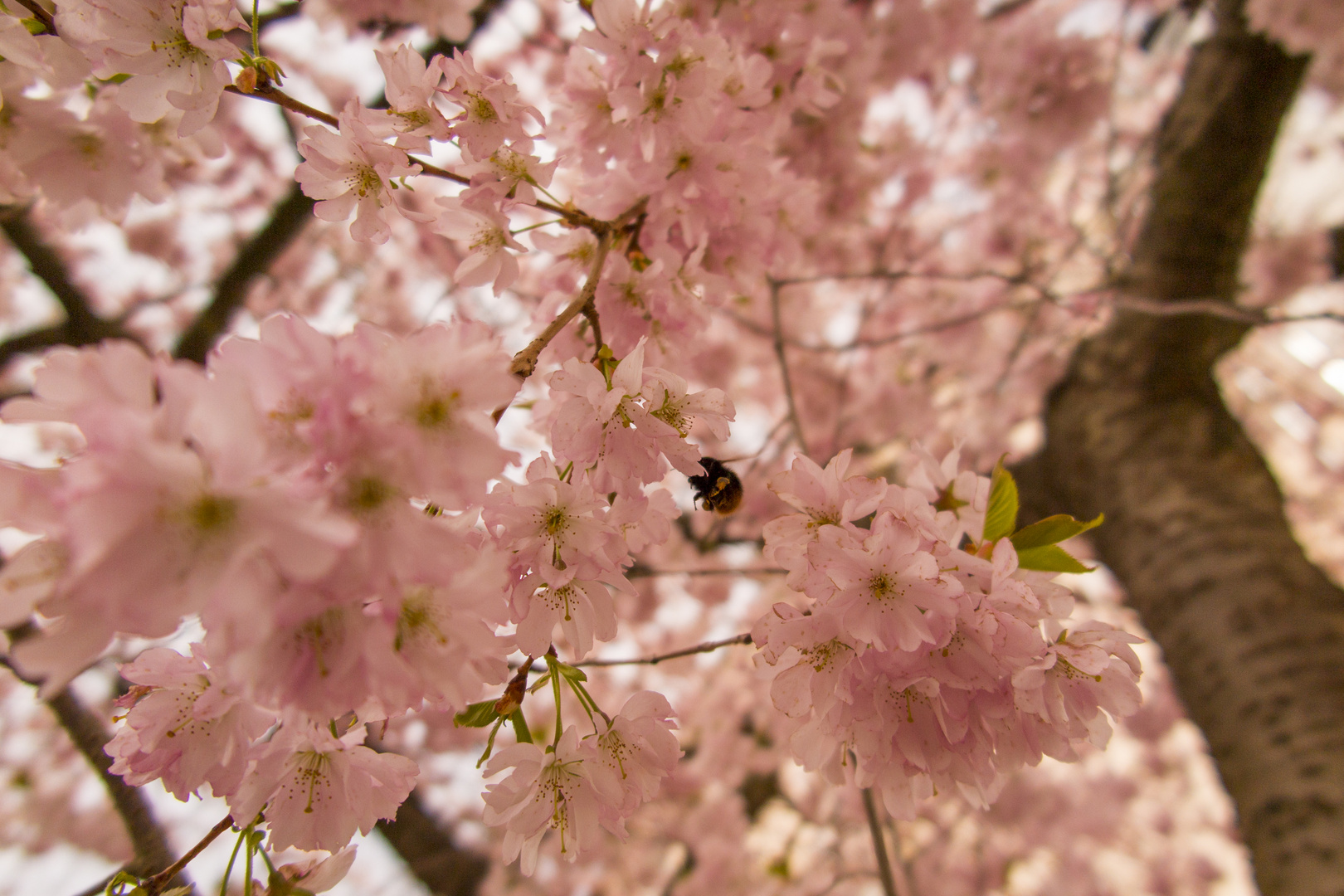 Die Frühlingskirsche als Suchbild  