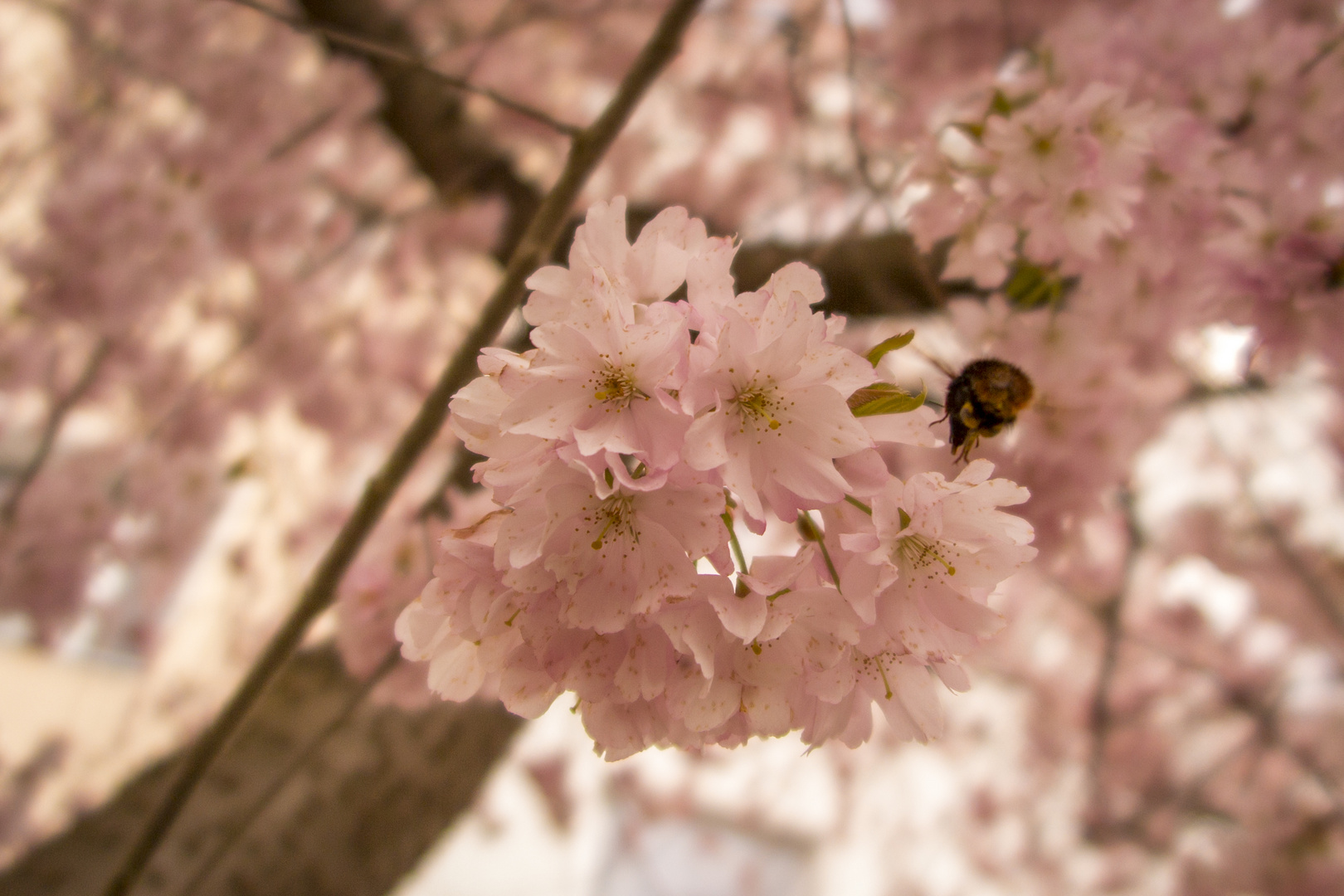 Die Frühlingskirsche mit Hummelbesuch II...