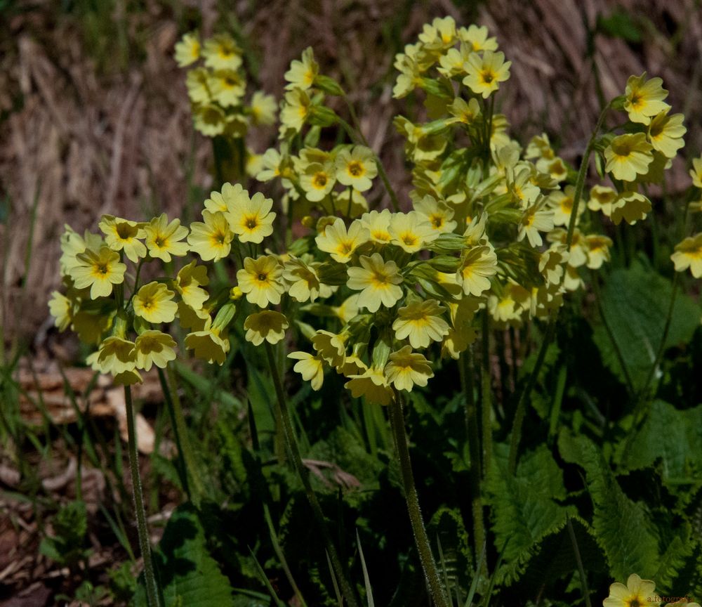 Die Frühlingspflanzen erfreuen beim Wandern.....