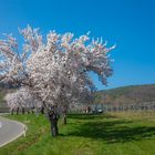 Die Frühlingsstrasse